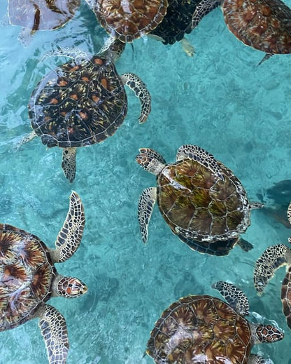 Zanzibar: Jozani Forest, Maalum Cave, Sea Turtles and Kae Beach Sunset Tour