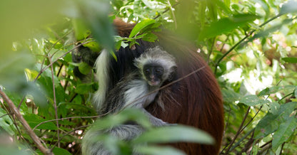 Zanzibar: Jozani Forest Tour with Hotel Pickup and Guided Nature Walk