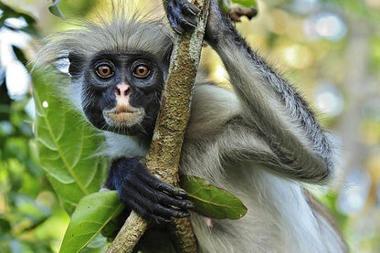 Zanzibar: Jozani Forest Tour with Hotel Pickup and Guided Nature Walk