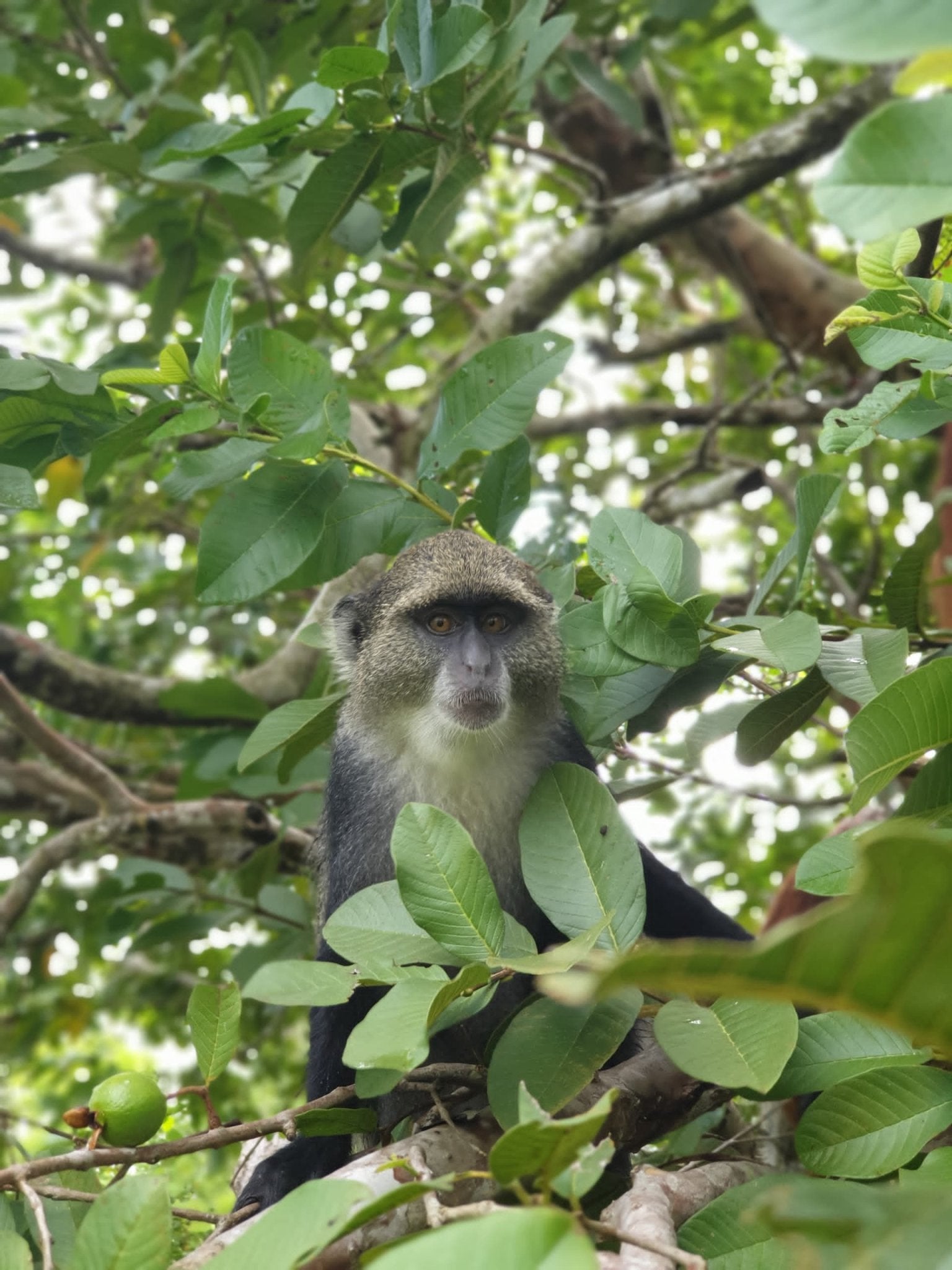 Zanzibar: Jozani Forest Tour with Hotel Pickup and Guided Nature Walk