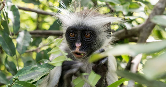 Zanzibar: Jozani Forest Tour with Hotel Pickup and Guided Nature Walk
