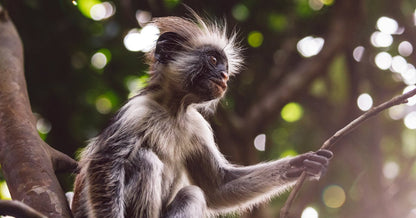 Zanzibar: Jozani Forest Tour with Hotel Pickup and Guided Nature Walk