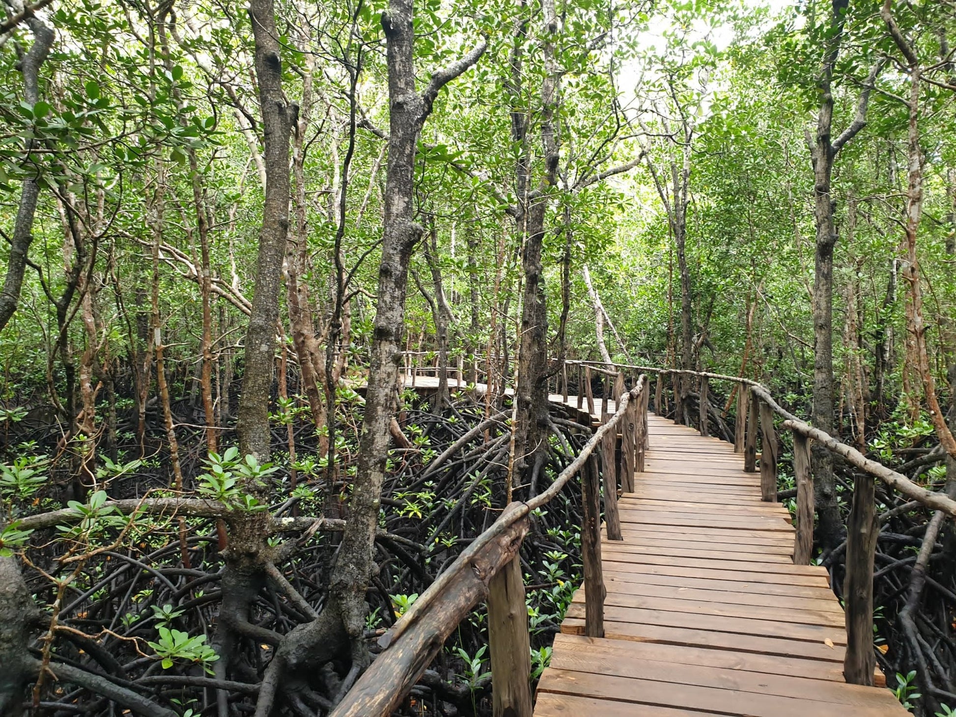 Zanzibar: Jozani Forest Tour with Hotel Pickup and Guided Nature Walk