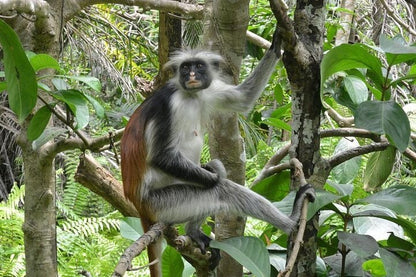 Zanzibar: Jozani Forest Tour with Hotel Pickup and Guided Nature Walk