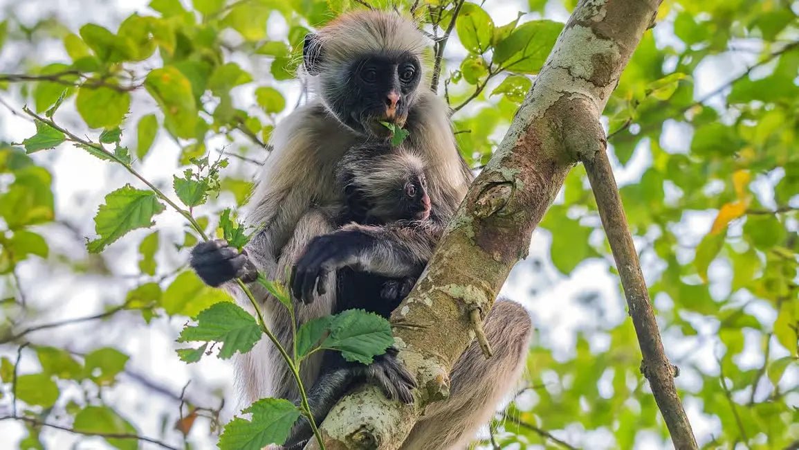 Zanzibar: Jozani Forest Walk and Dolphin Watching Boat Tour