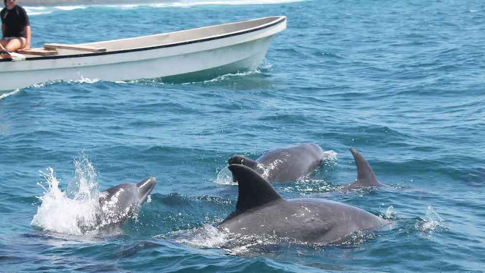 Zanzibar: Jozani Forest Walk and Dolphin Watching Boat Tour