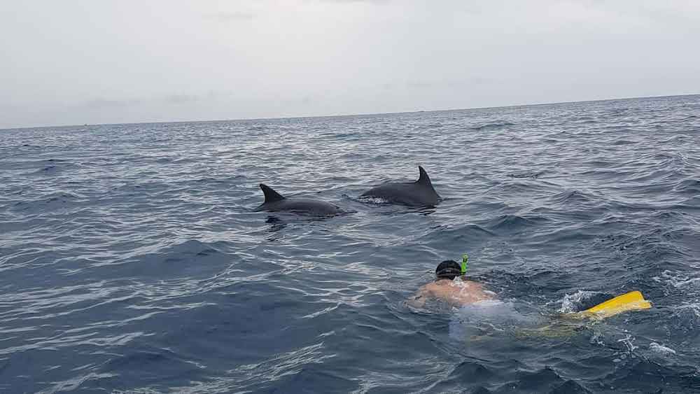 Zanzibar: Jozani Forest Walk and Dolphin Watching Boat Tour