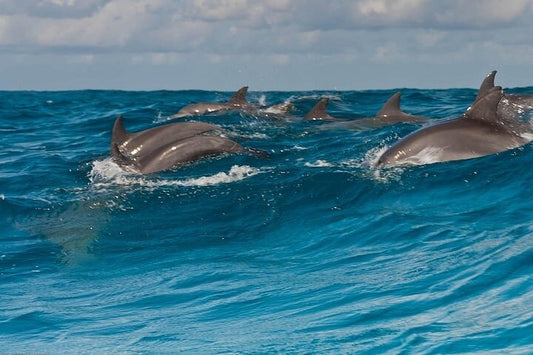 Zanzibar: Jozani Forest Walk and Dolphin Watching Boat Tour