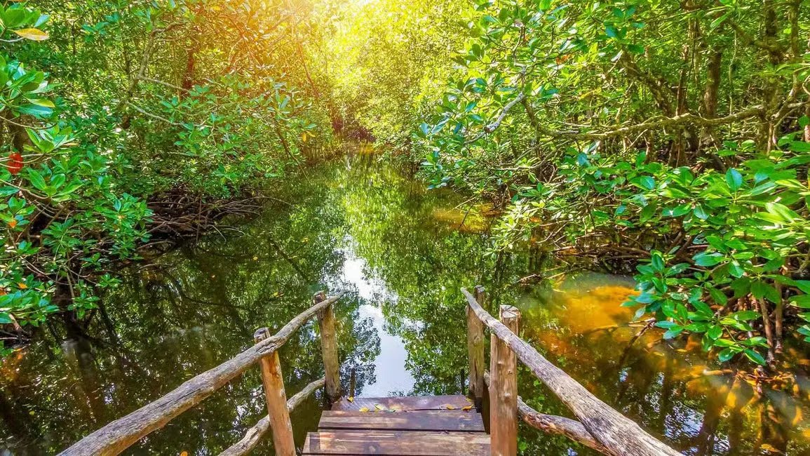 Zanzibar: Jozani Forest Walk and Dolphin Watching Boat Tour