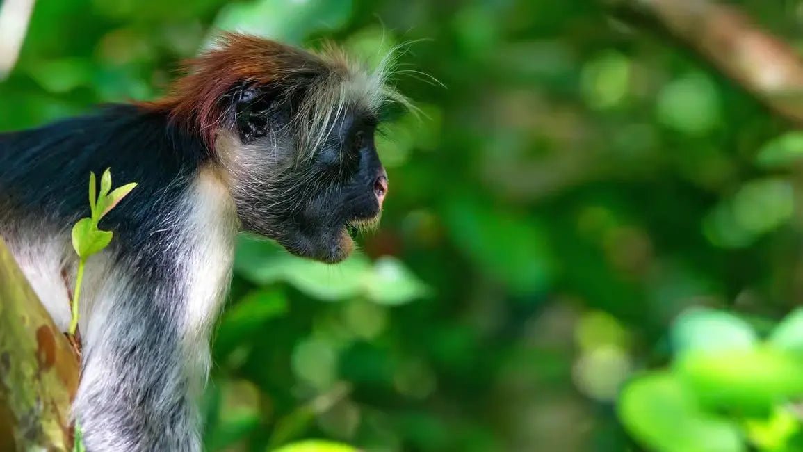 Zanzibar: Jozani Forest Walk and Dolphin Watching Boat Tour