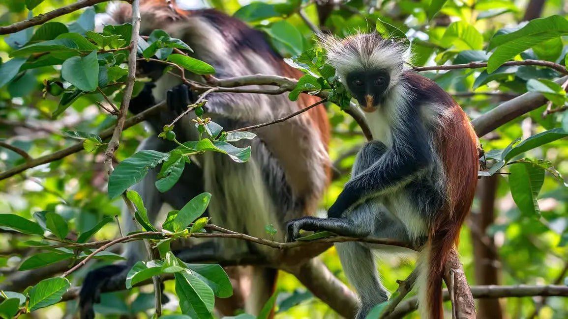 Zanzibar: Jozani Forest Walk and Dolphin Watching Boat Tour