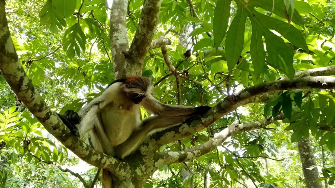 Zanzibar: Matemwe Dolphin Encounter, Jozani Forest, and Swahili Buffet Tour