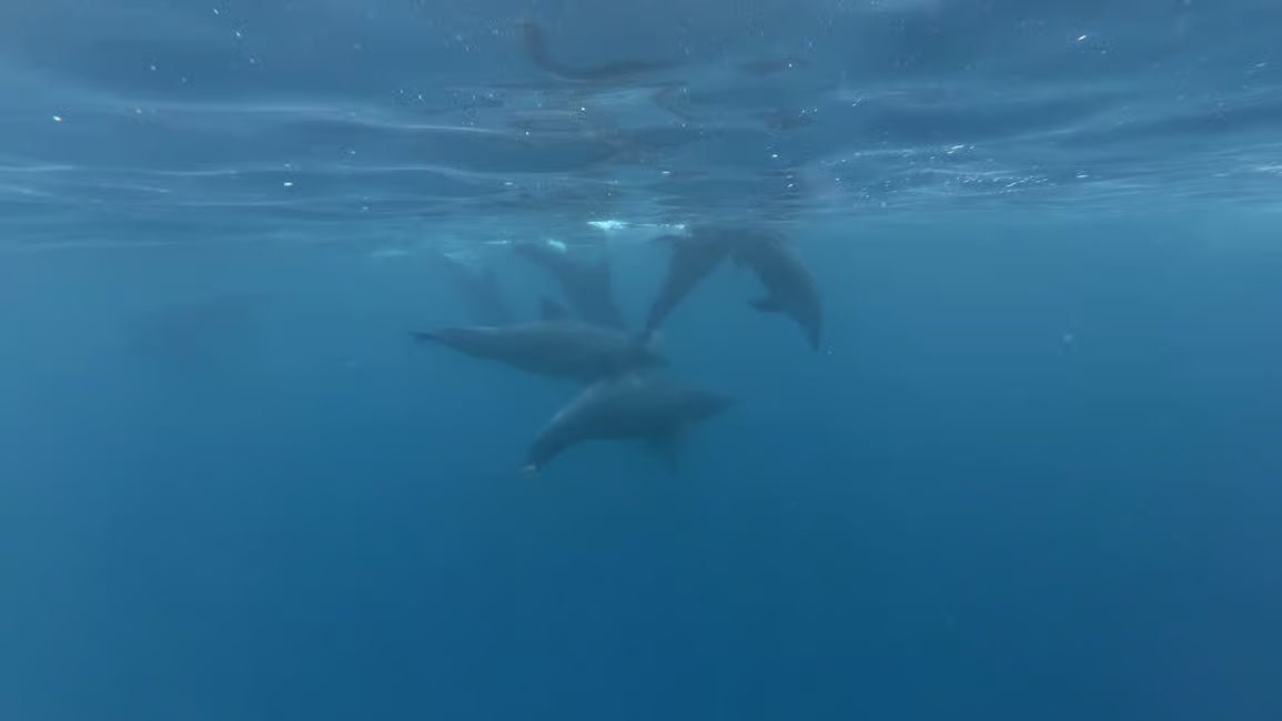 Zanzibar: Matemwe Dolphin Encounter, Jozani Forest, and Swahili Buffet Tour