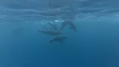 Zanzibar: Matemwe Dolphin Encounter, Jozani Forest, and Swahili Buffet Tour