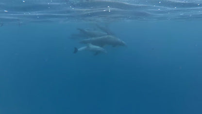 Zanzibar: Matemwe Dolphin Encounter, Jozani Forest, and Swahili Buffet Tour