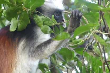 Zanzibar: Matemwe Dolphin Encounter, Jozani Forest, and Swahili Buffet Tour