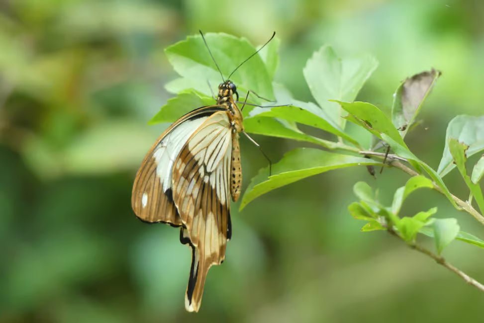 Zanzibar: Matemwe Dolphin Encounter, Jozani Forest, and Swahili Buffet Tour