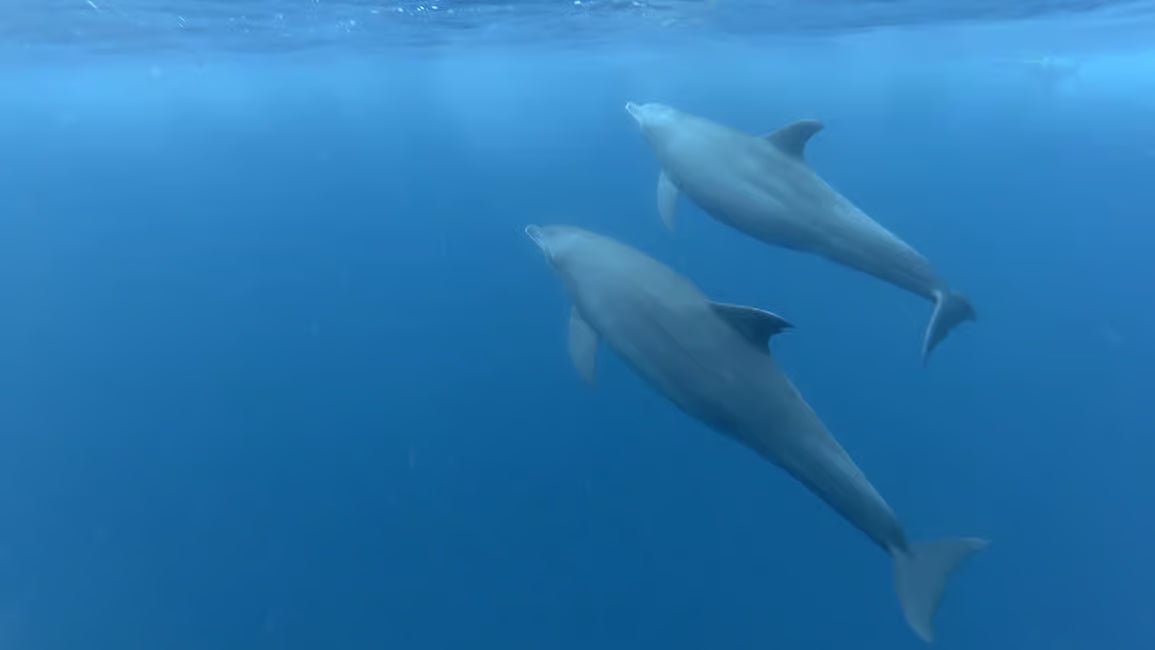 Zanzibar: Matemwe Dolphin Encounter, Jozani Forest, and Swahili Buffet Tour