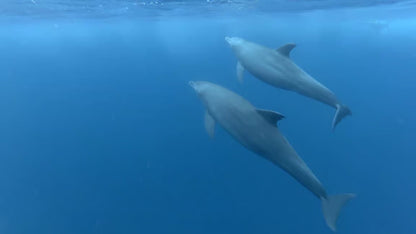 Zanzibar: Matemwe Dolphin Encounter, Jozani Forest, and Swahili Buffet Tour