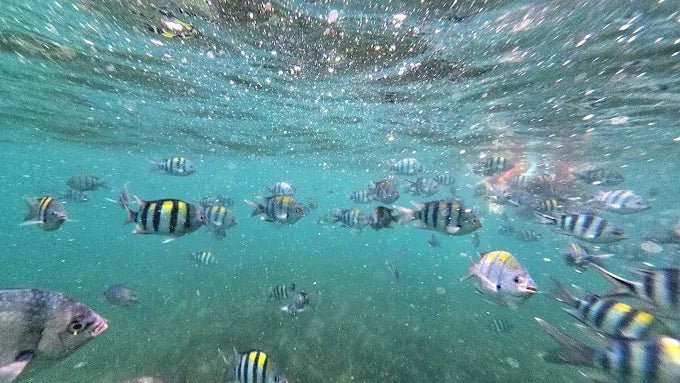 Zanzibar: Menai Bay Dhow Cruise with Snorkeling, Sandbank and Lagoon Tour