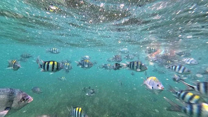 Zanzibar: Menai Bay Dhow Cruise with Snorkeling, Sandbank and Lagoon Tour