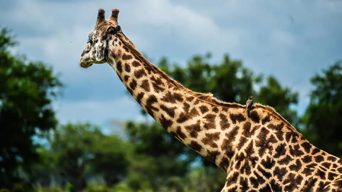 Zanzibar: Mikumi National Park Day Safari with Flights and Bush Lunch