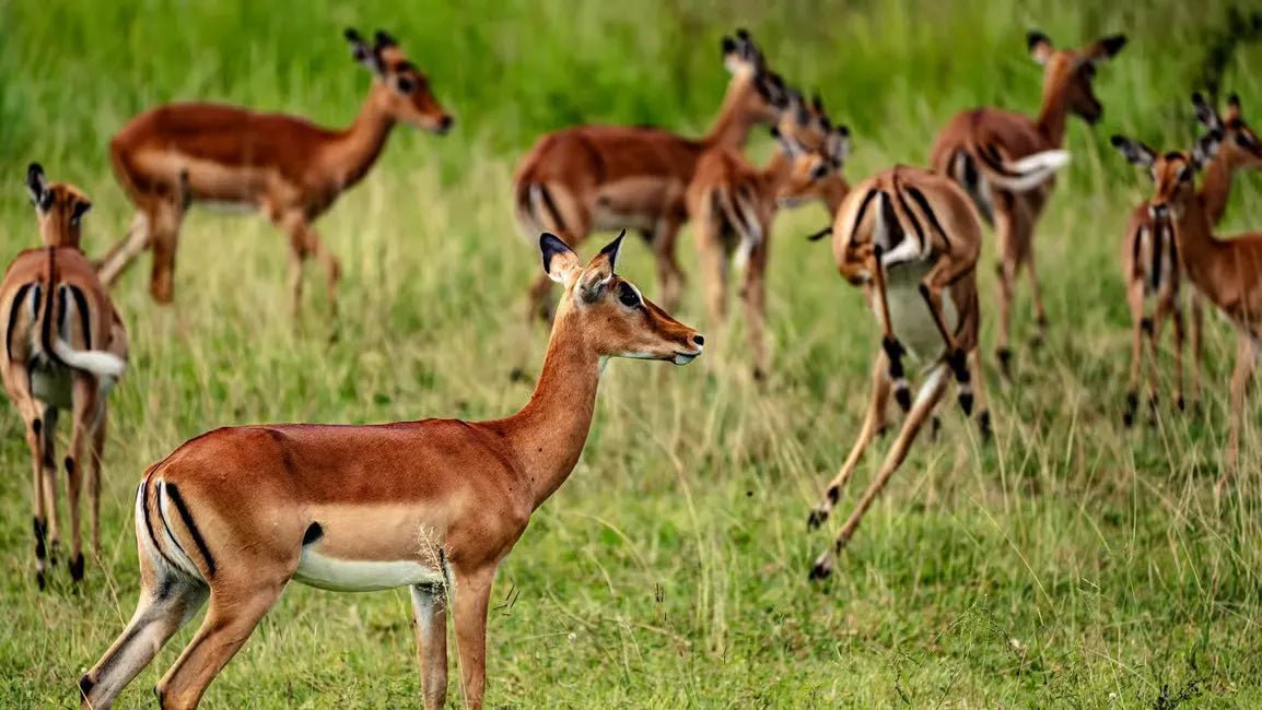 Zanzibar: Mikumi National Park Day Safari with Flights and Bush Lunch