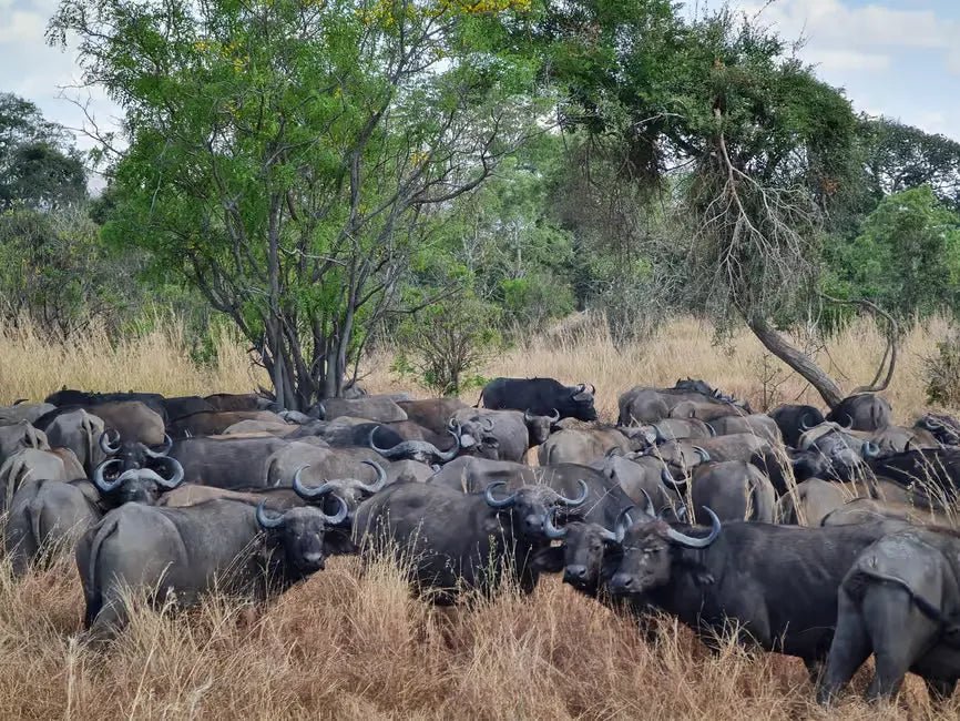 Zanzibar: Mikumi National Park Day Safari with Flights and Bush Lunch