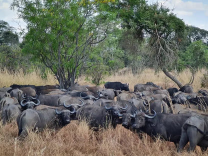 Zanzibar: Mikumi National Park Day Safari with Flights and Bush Lunch