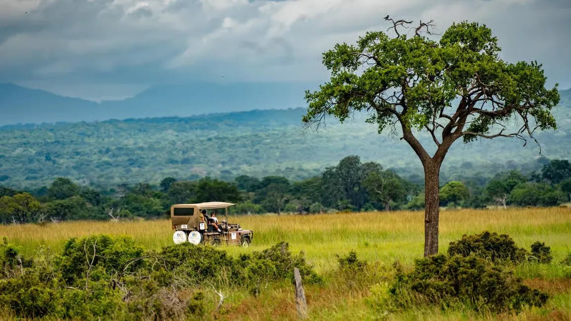 Zanzibar: Mikumi National Park Day Safari with Flights and Bush Lunch