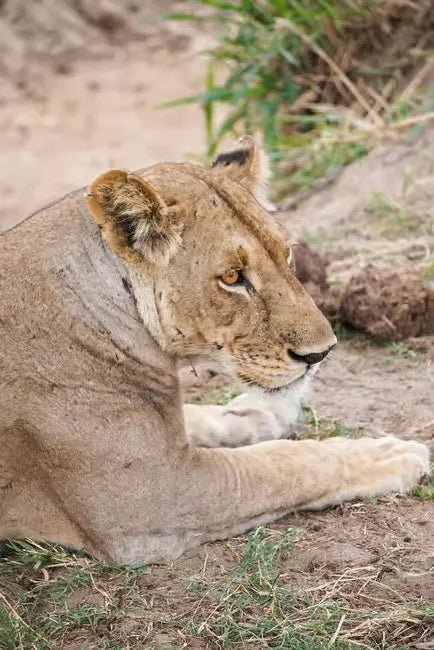 Zanzibar: Mikumi National Park Day Safari with Flights and Bush Lunch