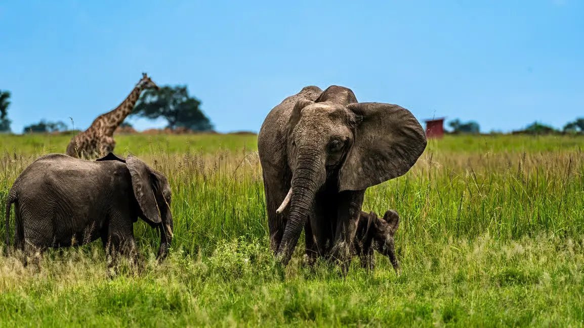 Zanzibar: Mikumi National Park Day Safari with Flights and Bush Lunch