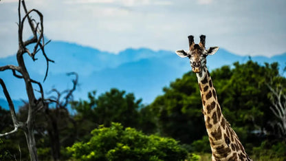 Zanzibar: Mikumi National Park Day Safari with Flights and Bush Lunch