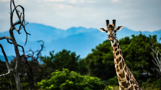 Zanzibar: Mikumi National Park Day Safari with Flights and Bush Lunch
