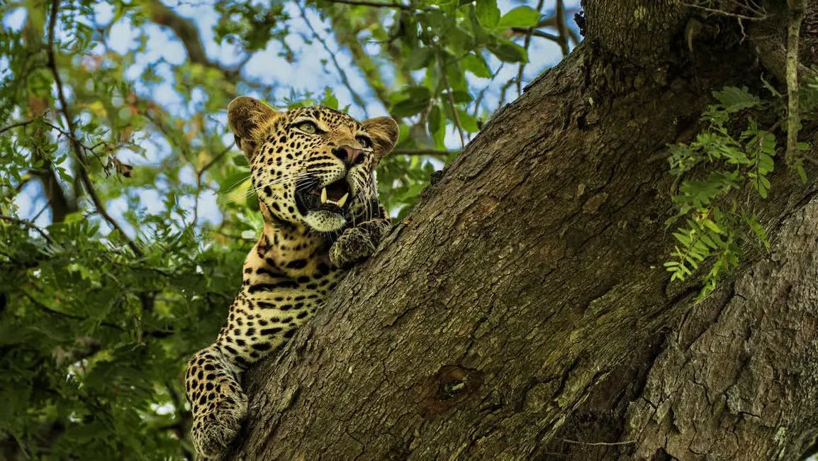 Zanzibar: Mikumi National Park Day Safari with Flights and Bush Lunch