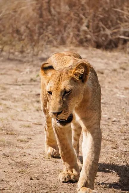 Zanzibar: Mikumi National Park Day Safari with Flights and Bush Lunch