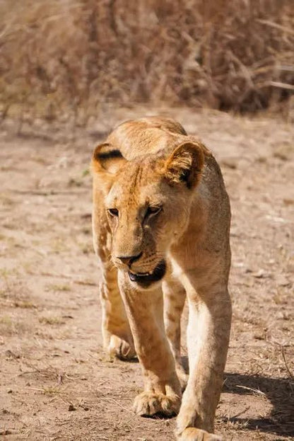 Zanzibar: Mikumi National Park Day Safari with Flights and Bush Lunch