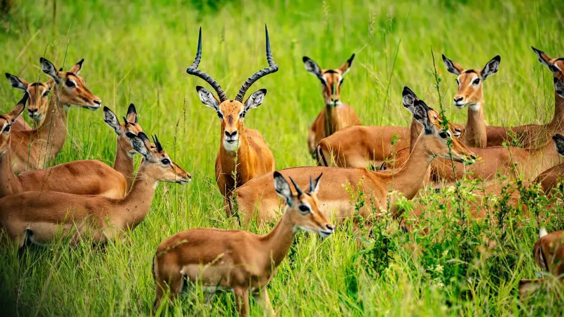 Zanzibar: Mikumi National Park Day Safari with Flights and Bush Lunch