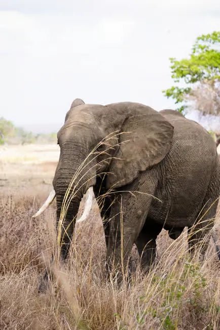 Zanzibar: Mikumi National Park Day Safari with Flights and Bush Lunch