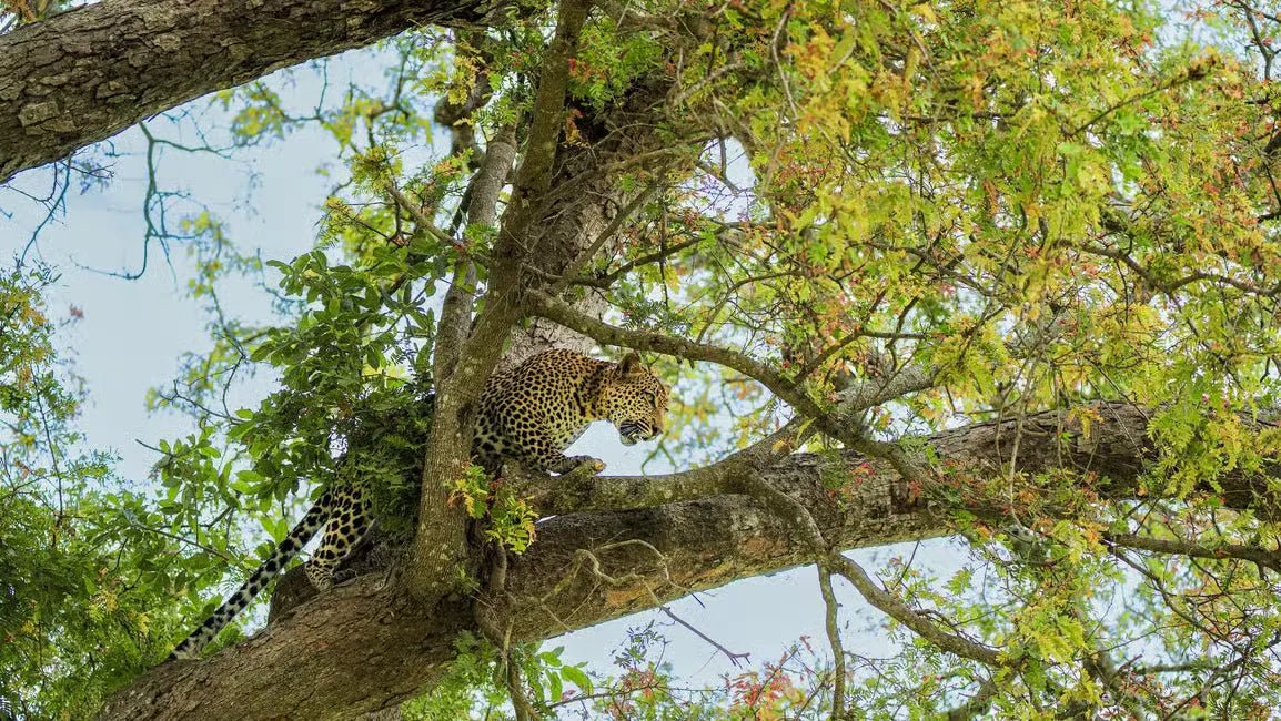 Zanzibar: Mikumi National Park Day Safari with Flights and Bush Lunch