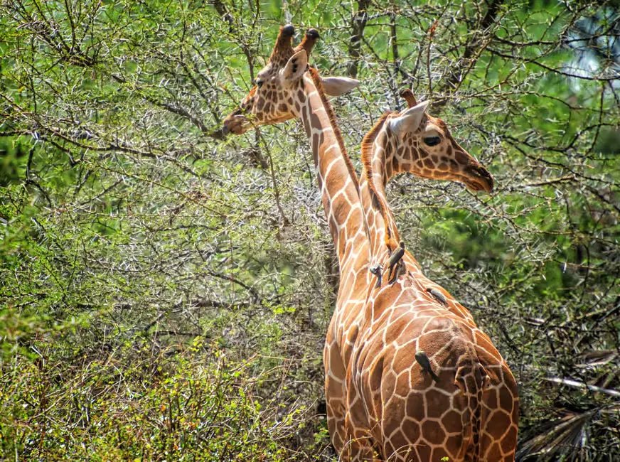 Zanzibar: Mikumi National Park Day Safari with Flights and Restaurant Lunch