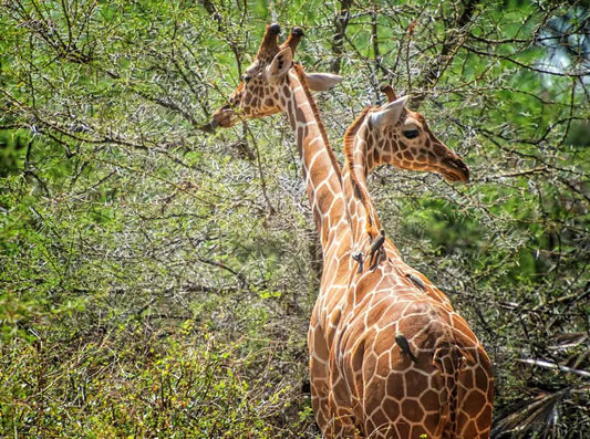 Zanzibar: Mikumi National Park Day Safari with Flights and Restaurant Lunch