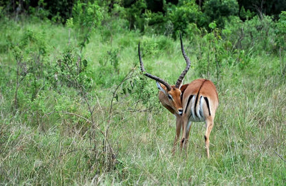 Zanzibar: Mikumi National Park Day Safari with Flights and Restaurant Lunch