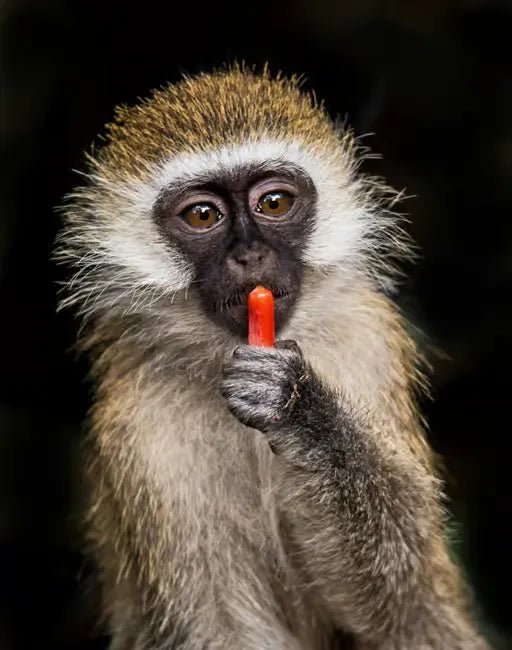 Zanzibar: Mikumi National Park Day Safari with Flights and Restaurant Lunch