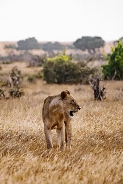 Zanzibar: Mikumi National Park Day Safari with Flights and Restaurant Lunch