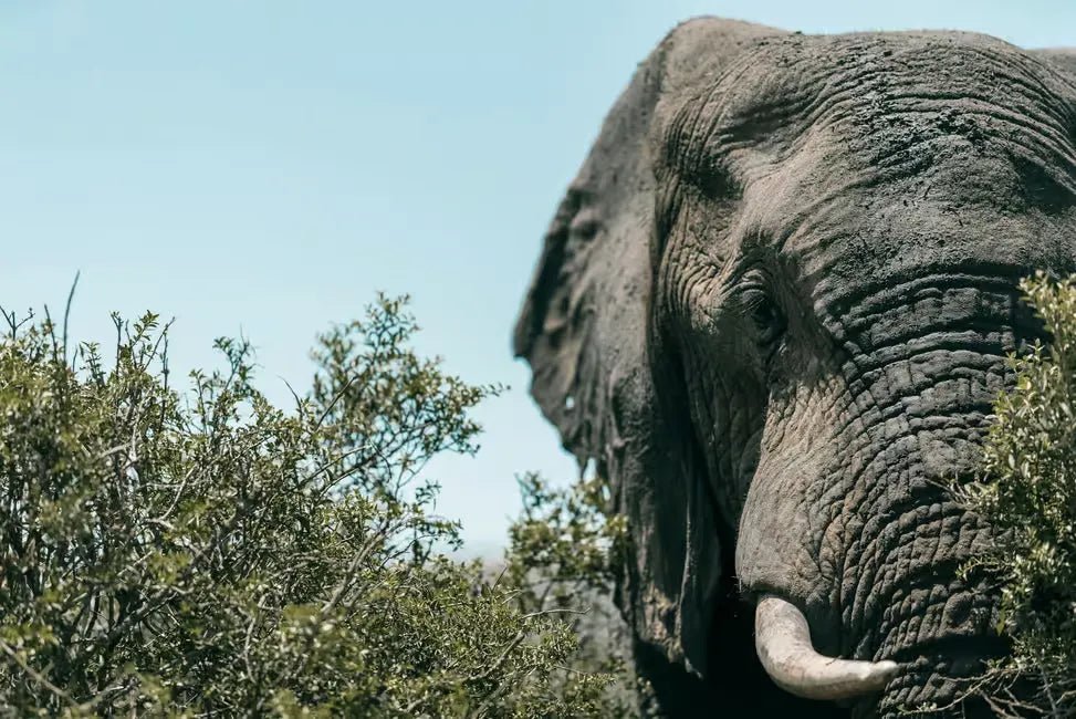 Zanzibar: Mikumi National Park Day Safari with Flights and Restaurant Lunch