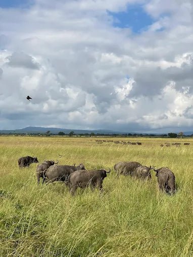 Zanzibar: Mikumi National Park Day Safari with Flights and Restaurant Lunch