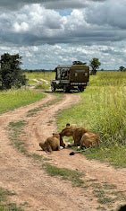 Zanzibar: Mikumi National Park Day Safari with Flights and Restaurant Lunch