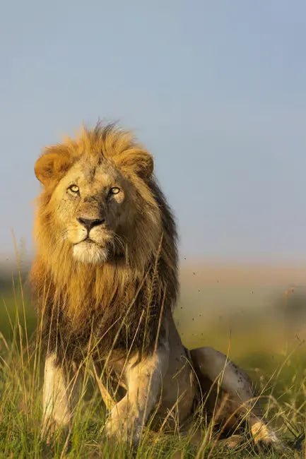 Zanzibar: Mikumi National Park Day Safari with Flights and Restaurant Lunch