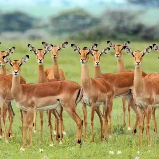 Zanzibar: Mikumi National Park Safari Day Trip with Flights and Game Drive